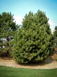 Сосна Чёрная (Pinus Nigra) купить по цене от 270.00р. в интернет-магазине «Посадика» с доставкой почтой в в Звенигороде и по всей России – [изображение №1].