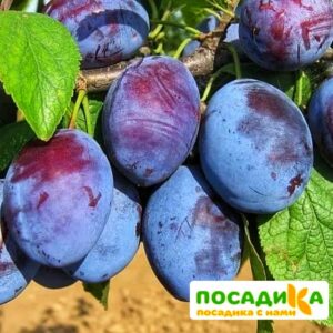 Слива Чачакская ранняя купить по цене от 229.00р. в интернет-магазине «Посадика» с доставкой почтой в в Звенигороде и по всей России – [изображение №1].