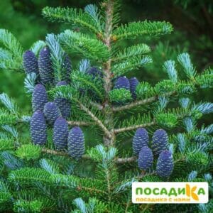 Пихта корейская (Abies koreana) купить по цене от 450.00р. в интернет-магазине «Посадика» с доставкой почтой в в Звенигороде и по всей России – [изображение №1].