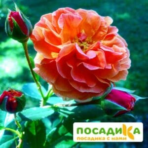 Роза Арабия купить по цене от 350.00р. в интернет-магазине «Посадика» с доставкой почтой в в Звенигороде и по всей России – [изображение №1].