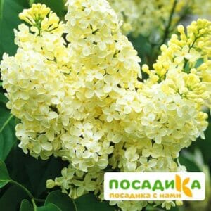 Сирень Примроуз (Primrose) купить по цене от 529.00р. в интернет-магазине «Посадика» с доставкой почтой в в Звенигороде и по всей России – [изображение №1].