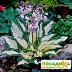 Хоста Файер энд Айс купить по цене от 385р. в интернет-магазине «Посадика» с доставкой почтой в в Звенигороде и по всей России – [изображение №1].