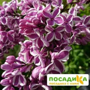 Сирень Сенсация купить по цене от 529.00р. в интернет-магазине «Посадика» с доставкой почтой в в Звенигороде и по всей России – [изображение №1].