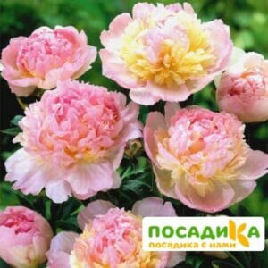 Пион Распберри Сандей (Paeonia Raspberry Sundae) купить по цене от 959р. в интернет-магазине «Посадика» с доставкой почтой в в Звенигороде и по всей России – [изображение №1].