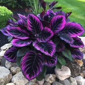 Хоста Люминоза купить по цене от 450р. в интернет-магазине «Посадика» с доставкой почтой в в Звенигороде и по всей России – [изображение №1].