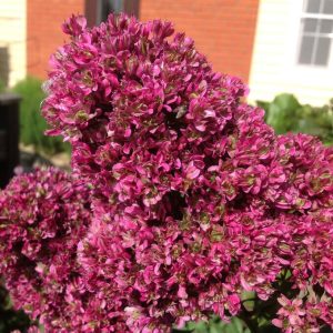 Флокс Филингс купить по цене от 329р. в интернет-магазине «Посадика» с доставкой почтой в в Звенигороде и по всей России – [изображение №1].