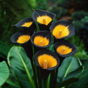 Калла Легато купить по цене от 620р. в интернет-магазине «Посадика» с доставкой почтой в в Звенигороде и по всей России – [изображение №1].