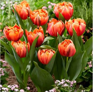 Тюльпан Гудошник Дабл купить по цене от 185р. в интернет-магазине «Посадика» с доставкой почтой в в Звенигороде и по всей России – [изображение №1].