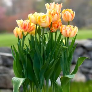 Тюльпан Верона Санрайз купить по цене от 280р. в интернет-магазине «Посадика» с доставкой почтой в в Звенигороде и по всей России – [изображение №1].