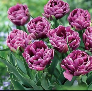 Тюльпан Айс Крим купить по цене от 430р. в интернет-магазине «Посадика» с доставкой почтой в в Звенигороде и по всей России – [изображение №1].