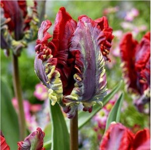 Тюльпан Рококо купить по цене от 350р. в интернет-магазине «Посадика» с доставкой почтой в в Звенигороде и по всей России – [изображение №1].