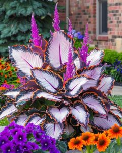 Хоста Кримэн Дрим купить по цене от 549р. в интернет-магазине «Посадика» с доставкой почтой в в Звенигороде и по всей России – [изображение №1].