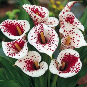 Калла Эмпайр купить по цене от 302р. в интернет-магазине «Посадика» с доставкой почтой в в Звенигороде и по всей России – [изображение №1].