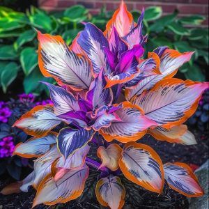 Хоста Эмеральд Тиара купить по цене от 602р. в интернет-магазине «Посадика» с доставкой почтой в в Звенигороде и по всей России – [изображение №1].