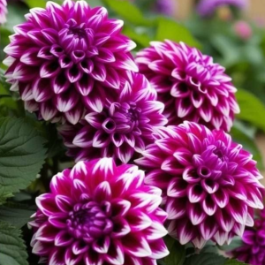 Георгин Кристал Корт купить по цене от 602р. в интернет-магазине «Посадика» с доставкой почтой в в Звенигороде и по всей России – [изображение №1].