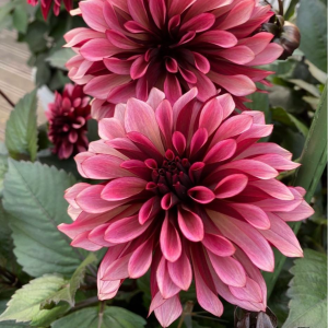 Георгин Перли Сансет купить по цене от 309р. в интернет-магазине «Посадика» с доставкой почтой в в Звенигороде и по всей России – [изображение №1].