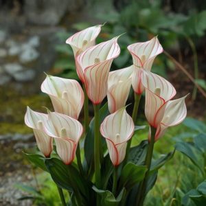 Калла Глейшер купить по цене от 299р. в интернет-магазине «Посадика» с доставкой почтой в в Звенигороде и по всей России – [изображение №1].