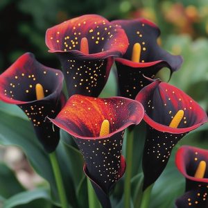 Калла Нуар купить по цене от 299р. в интернет-магазине «Посадика» с доставкой почтой в в Звенигороде и по всей России – [изображение №1].