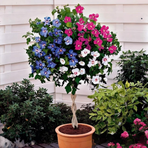 Гибискус-Дерево Триколор купить по цене от 289р. в интернет-магазине «Посадика» с доставкой почтой в в Звенигороде и по всей России – [изображение №1].