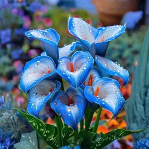 Калла Портрейт купить по цене от 292р. в интернет-магазине «Посадика» с доставкой почтой в в Звенигороде и по всей России – [изображение №1].