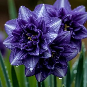 Нарцисс Царский Венец купить по цене от 378р. в интернет-магазине «Посадика» с доставкой почтой в в Звенигороде и по всей России – [изображение №1].