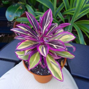 Хоста Сильвер Стик купить по цене от 650р. в интернет-магазине «Посадика» с доставкой почтой в в Звенигороде и по всей России – [изображение №1].