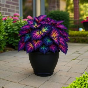 Хоста Фрости Блю купить по цене от 389р. в интернет-магазине «Посадика» с доставкой почтой в в Звенигороде и по всей России – [изображение №1].