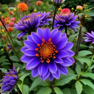 Георгин Лазурит купить по цене от 799р. в интернет-магазине «Посадика» с доставкой почтой в в Звенигороде и по всей России – [изображение №1].