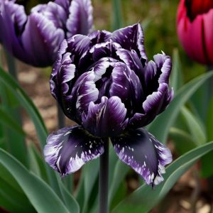 Тюльпан Индиго купить по цене от 600р. в интернет-магазине «Посадика» с доставкой почтой в в Звенигороде и по всей России – [изображение №1].