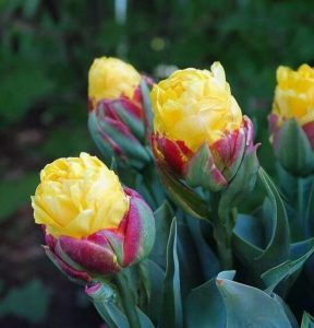 Тюльпан Айс Крим Банана купить по цене от 360р. в интернет-магазине «Посадика» с доставкой почтой в в Звенигороде и по всей России – [изображение №1].