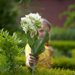 Тюльпан Супер Пэррот купить по цене от 360р. в интернет-магазине «Посадика» с доставкой почтой в в Звенигороде и по всей России – [изображение №1].