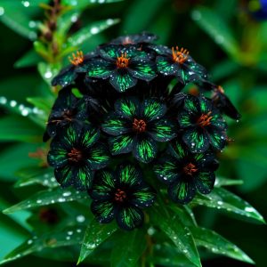 Флокс Ривьера купить по цене от 299р. в интернет-магазине «Посадика» с доставкой почтой в в Звенигороде и по всей России – [изображение №1].