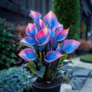 Калла Импрессия купить по цене от 590р. в интернет-магазине «Посадика» с доставкой почтой в в Звенигороде и по всей России – [изображение №1].