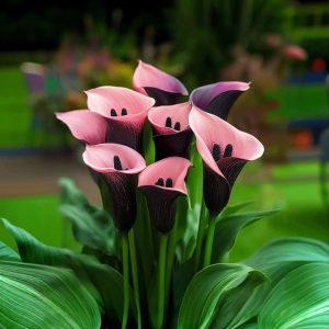 Калла Энигма купить по цене от 291р. в интернет-магазине «Посадика» с доставкой почтой в в Звенигороде и по всей России – [изображение №1].