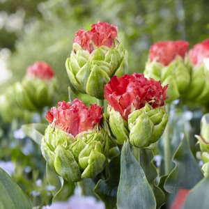 Тюльпан Бычий Глаз купить по цене от 275р. в интернет-магазине «Посадика» с доставкой почтой в в Звенигороде и по всей России – [изображение №1].