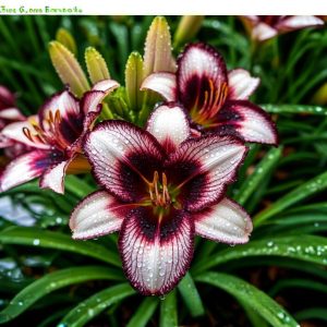 Лилейник Крим Сикл купить по цене от 799р. в интернет-магазине «Посадика» с доставкой почтой в в Звенигороде и по всей России – [изображение №1].