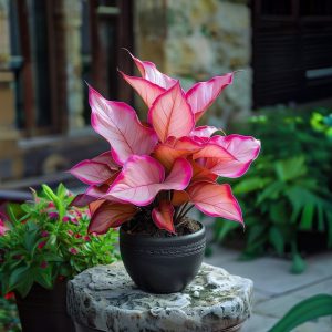 Хоста Розовая Симфония купить по цене от 800р. в интернет-магазине «Посадика» с доставкой почтой в в Звенигороде и по всей России – [изображение №1].