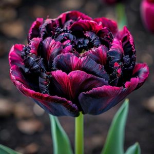 Тюльпан Фламинго купить по цене от 500р. в интернет-магазине «Посадика» с доставкой почтой в в Звенигороде и по всей России – [изображение №1].