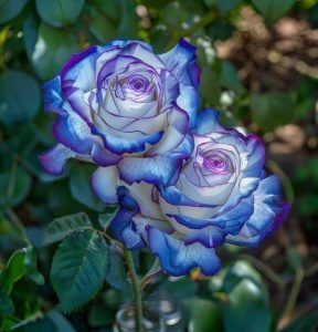 Роза Пэтолз Хоуп купить по цене от 333р. в интернет-магазине «Посадика» с доставкой почтой в в Звенигороде и по всей России – [изображение №1].