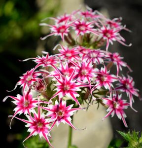 Флокс Метельчатый Путь купить по цене от 456р. в интернет-магазине «Посадика» с доставкой почтой в в Звенигороде и по всей России – [изображение №1].