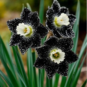 Нарцисс Кассата купить по цене от 372р. в интернет-магазине «Посадика» с доставкой почтой в в Звенигороде и по всей России – [изображение №1].