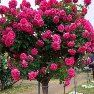 Роза Версаля купить по цене от 232р. в интернет-магазине «Посадика» с доставкой почтой в в Звенигороде и по всей России – [изображение №1].