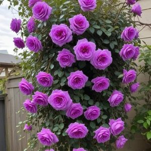 Роза Мистик Уайт купить по цене от 620р. в интернет-магазине «Посадика» с доставкой почтой в в Звенигороде и по всей России – [изображение №1].