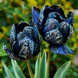 Тюльпан Блю Фог купить по цене от 500р. в интернет-магазине «Посадика» с доставкой почтой в в Звенигороде и по всей России – [изображение №1].