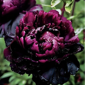 Пион Темный Сад купить по цене от 421р. в интернет-магазине «Посадика» с доставкой почтой в в Звенигороде и по всей России – [изображение №1].