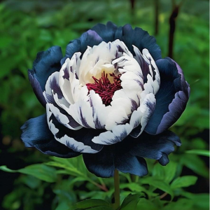 Пион Древовидный Инь-Янь купить по цене от 419р. в интернет-магазине «Посадика» с доставкой почтой в в Звенигороде и по всей России – [изображение №1].