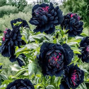 Пион древовидный Сердце Афродиты купить по цене от 600р. в интернет-магазине «Посадика» с доставкой почтой в в Звенигороде и по всей России – [изображение №1].