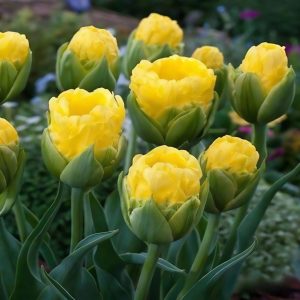 Тюльпан махровый Ванила Коп купить по цене от 159р. в интернет-магазине «Посадика» с доставкой почтой в в Звенигороде и по всей России – [изображение №1].