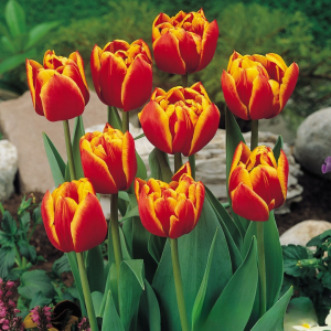 Тюльпан Блэк Фаер купить по цене от 275р. в интернет-магазине «Посадика» с доставкой почтой в в Звенигороде и по всей России – [изображение №1].