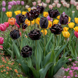Тюльпан махровый Рейдинс Дарк купить по цене от 230р. в интернет-магазине «Посадика» с доставкой почтой в в Звенигороде и по всей России – [изображение №1].